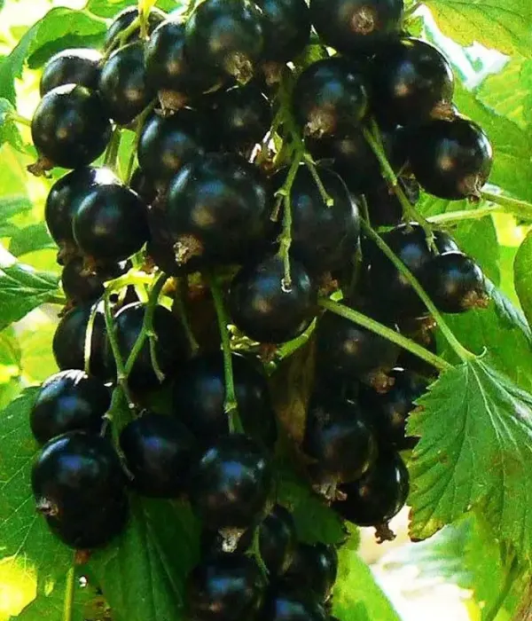 Ríbezľa čierna (Ribes nigrum) YADRENAYA