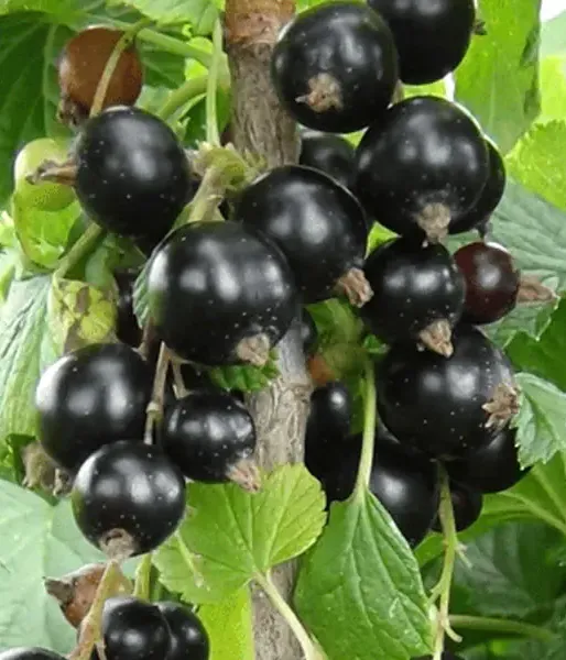 Ríbezľa čierna (Ribes nigrum) SVITA KIJEVSKAJA