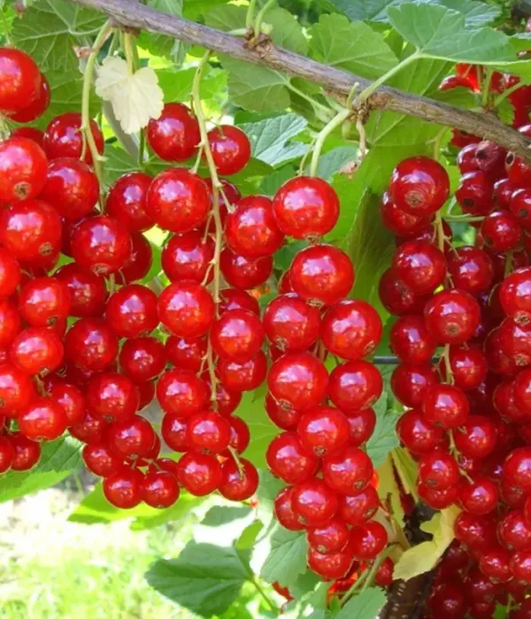 Red Currant shrub (Ribes rubrum) ABUNDENT