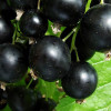 Schwarze Johannisbeere (Ribes nigrum) BALSGARD MARTIN (Strauch)