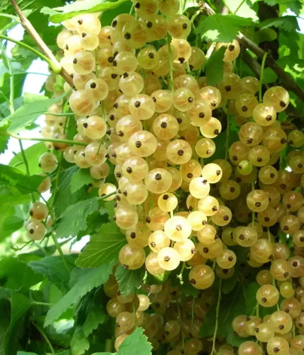 White Currant (Ribes sativa) BAYANA