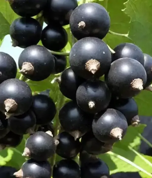 Schwarze Johannisbeere (Ribes nigrum) CHERESHNEVAYA