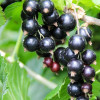 Schwarze Johannisbeere (Ribes nigrum) JUBILEJNAJA KOPANIJA (stamm)