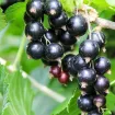 Johannisbeeren