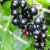Currants