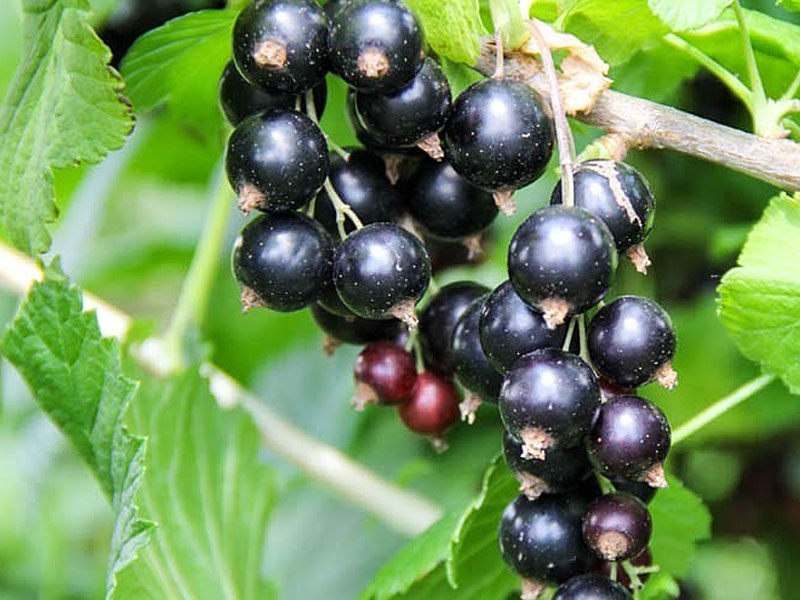 Schwarze Johannisbeere (Ribes nigrum) JUBILEJNAJA KOPANIJA (stamm)