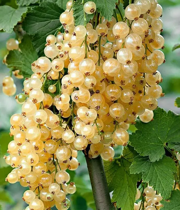 White Currant (Ribes sativa) MARGARITAR - Tutifruti, s.r.o.
