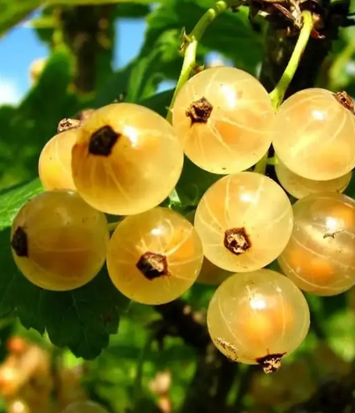 White Currant (Ribes sativa) VALKO - Tutifruti, s.r.o.
