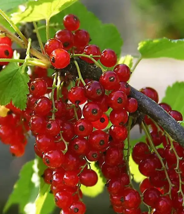 Red Currant shrub (Ribes rubrum) NIVA