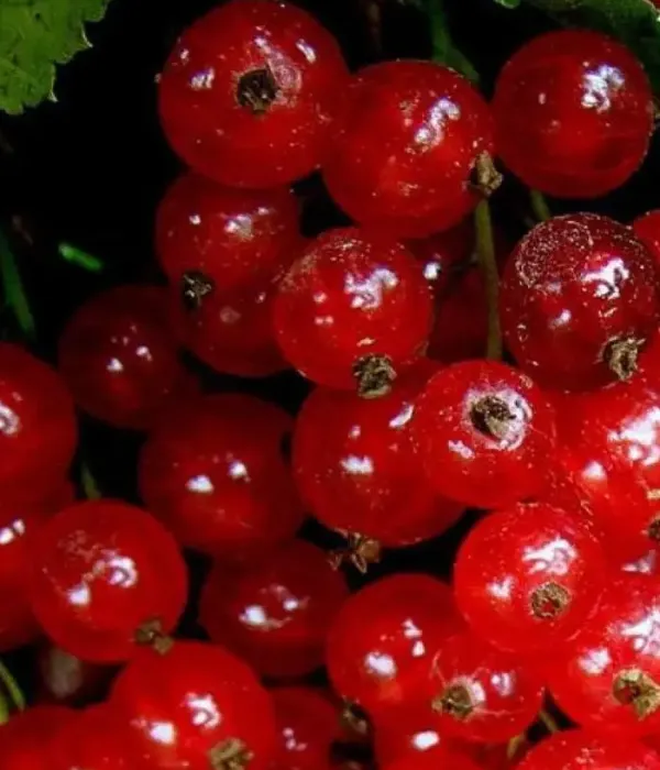 Red Currant shrub (Ribes rubrum) ORLOVSKAYA ZVEZDA