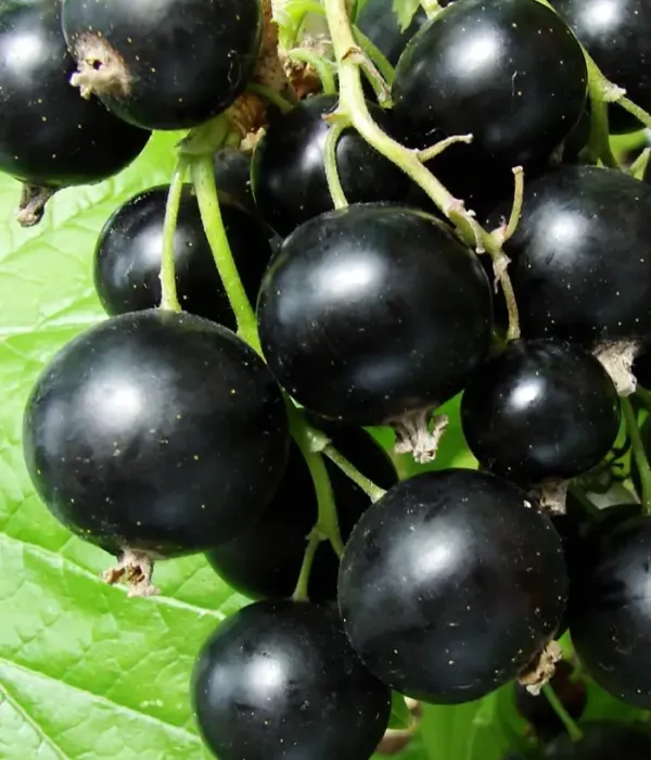 Black Currant (Ribes nigrum) IYUNSKAYA KONDRASHOVOY