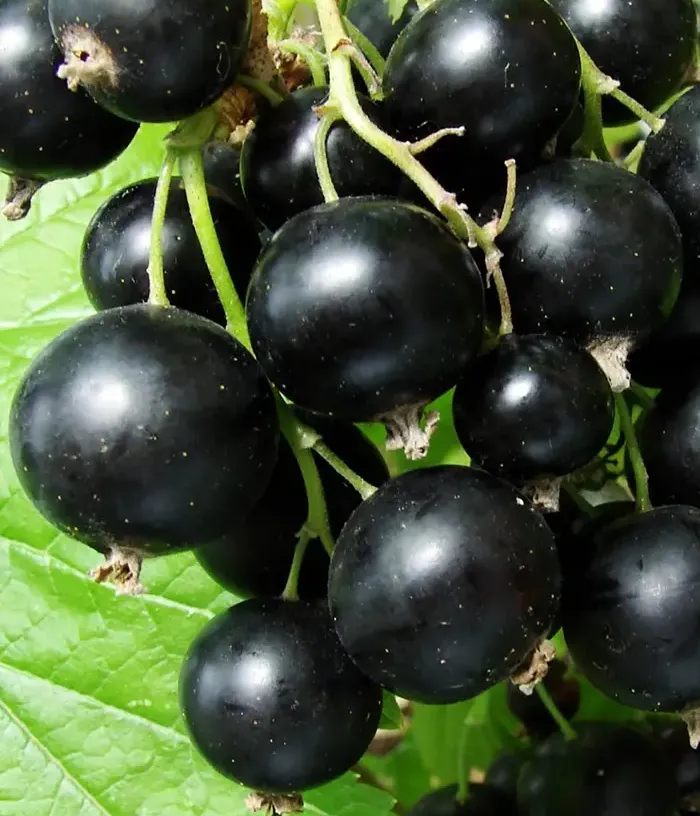 Black Currant (Ribes nigrum) SANYUTA - Tutifruti, s.r.o.