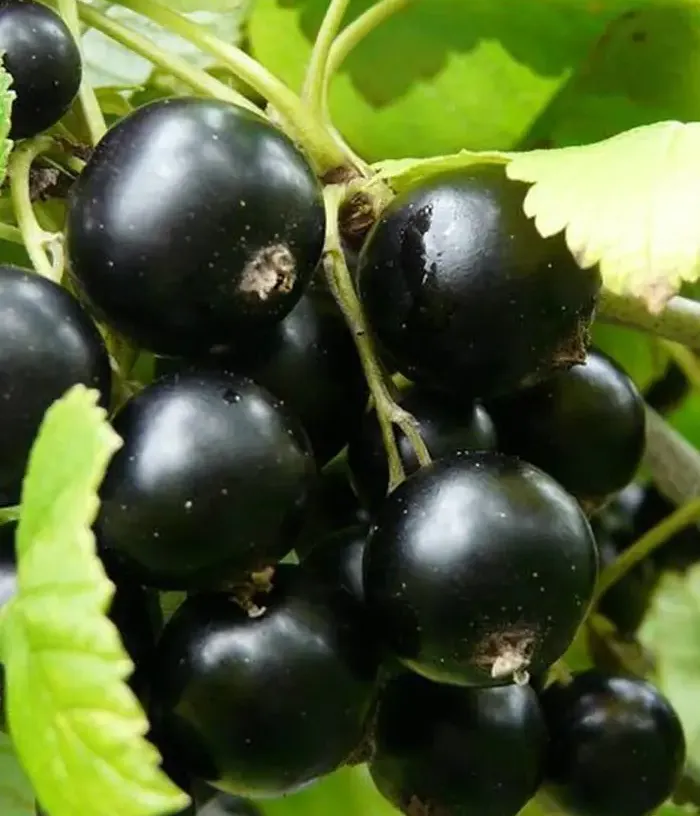Black Currant (Ribes nigrum) VERNISAZH - Tutifruti, s.r.o.