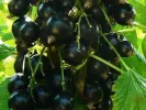 Black Currant (Ribes nigrum) YADRENAYA - Tutifruti, s.r.o.