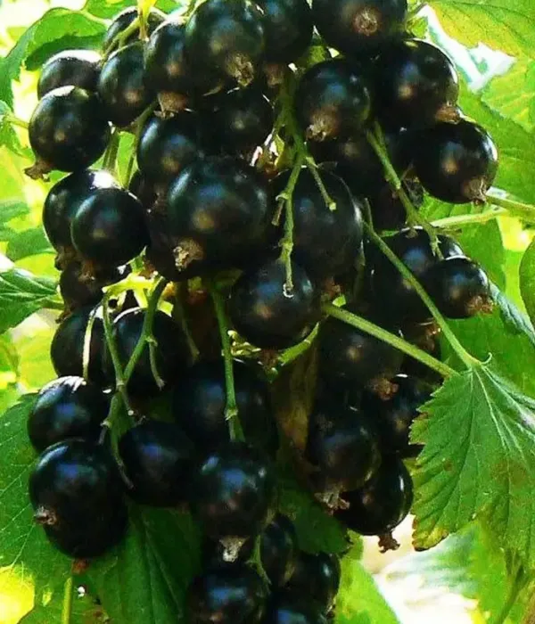 Black Currant (Ribes nigrum) YADRENAYA