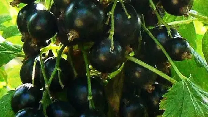 Die besten russischen Schwarzen Johannisbeeren für Ihren Garten