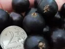 Black Currant (Ribes nigrum) YADRENAYA - Tutifruti, s.r.o.