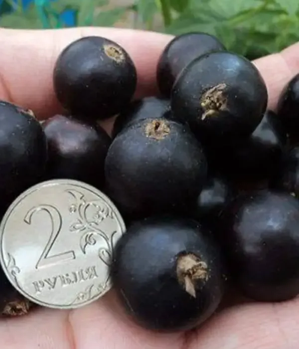 Black Currant (Ribes nigrum) YADRENAYA