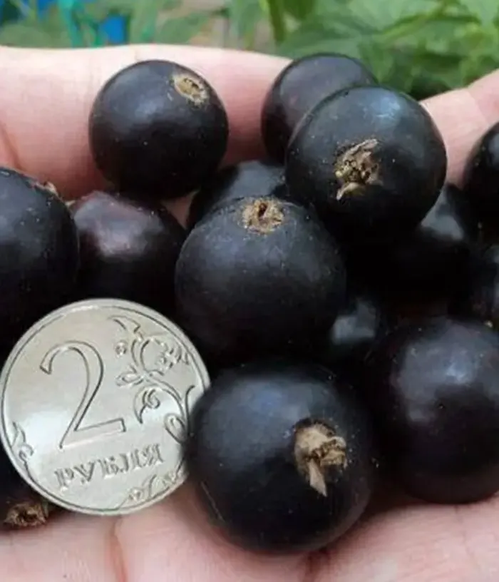Black Currant (Ribes nigrum) YADRENAYA - Tutifruti, s.r.o.