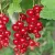Currants to order