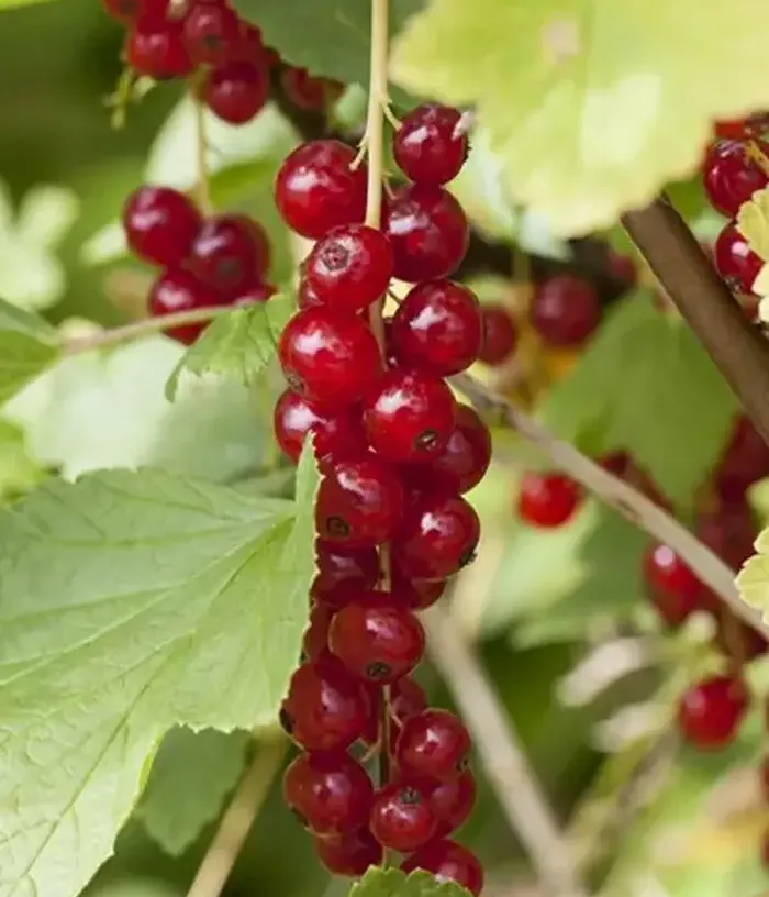 Rote Johannisbeere Strauch (Ribes rubrum) RONDOM - Tutifruti, s.r.o.