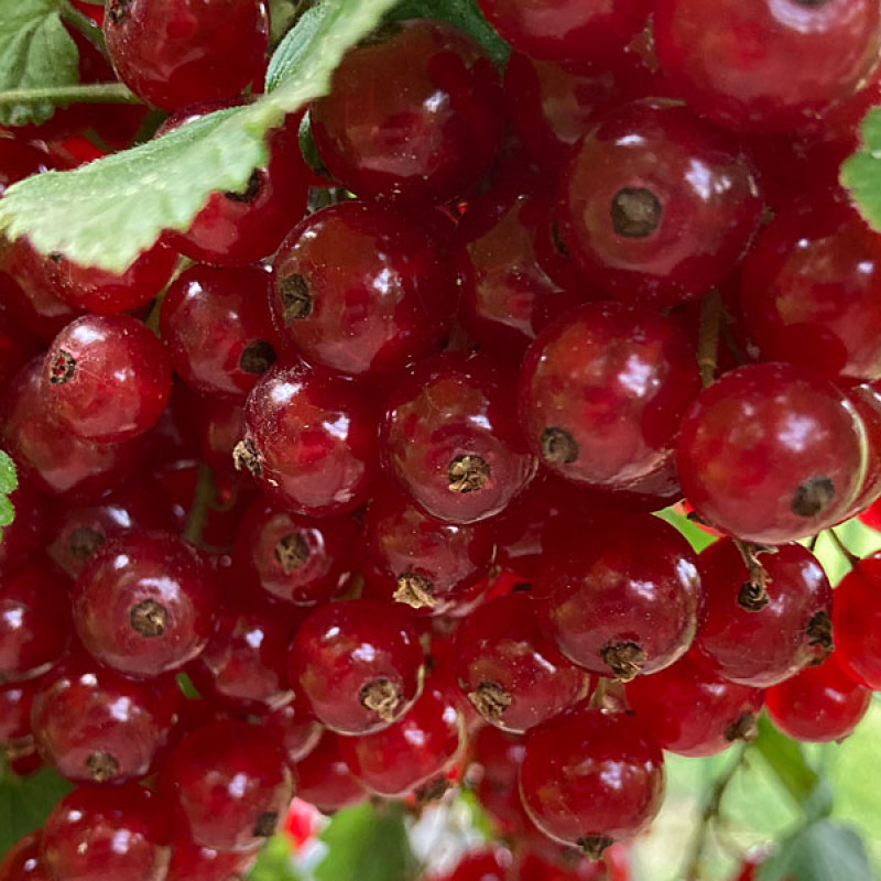 Rote Johannisbeere Strauch (Ribes rubrum) JONKHEER VAN TETS  (stamm)