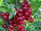 Rote Johannisbeere (Ribes rubrum) ROSETTA (Strauch)