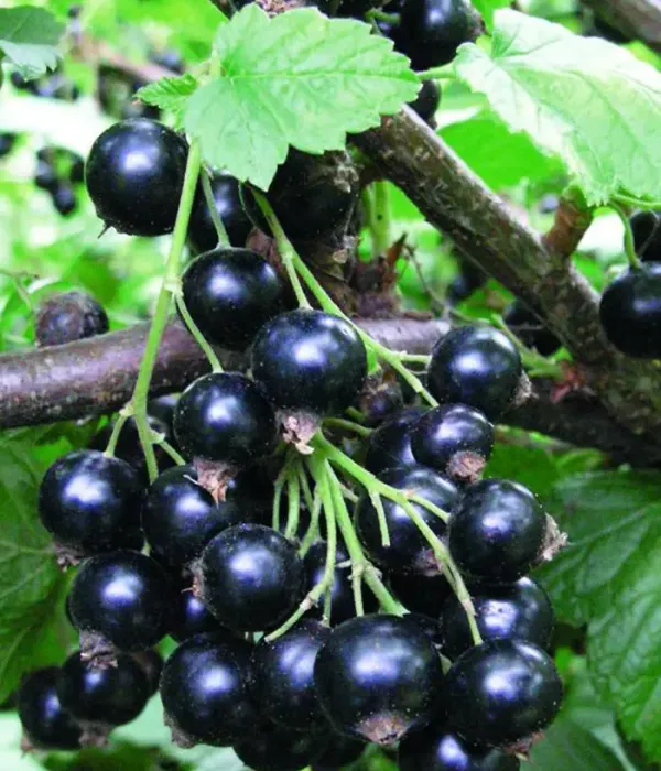 Schwarze Johannisbeere (Ribes nigrum) SELEČENSKAJA