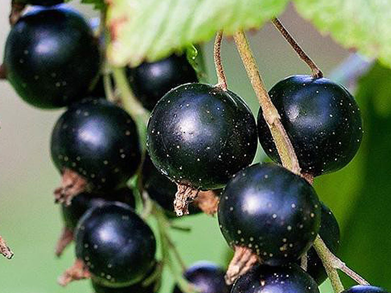 Schwarze Johannisbeere (Ribes nigrum) TITANIA (Strauch) - Tutifruti SK