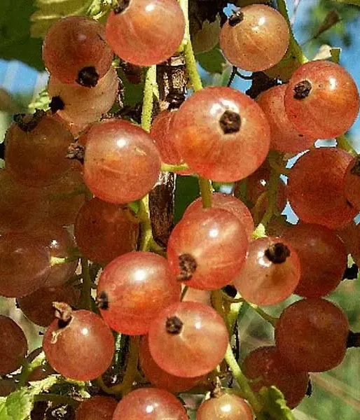 Rote Johannisbeere (Ribes rubrum) ULUBIENA LWOWA