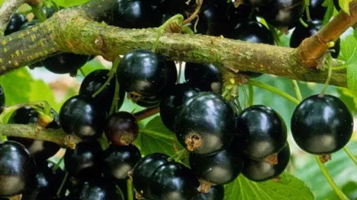 Die Johannisbeeren-Elite für 2026: Wir stellen die Top-Sorten 'Veloj', 'Storklas', 'Minai Shmyrev', 'Negre mari', 'Abundent' und 'Margaritar' vor