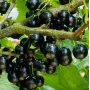 Black Currant (Ribes nigrum) VELOJ