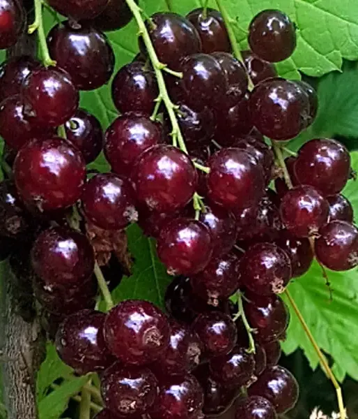 Red Currant (Ribes rubrum) VĪKSNES SARKANĀS