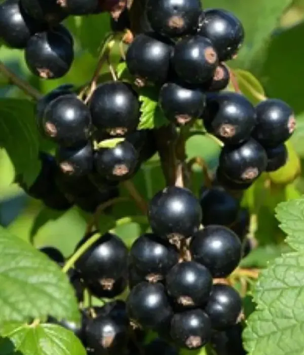 Ríbezľa čierna (Ribes nigrum) ZAGADKA