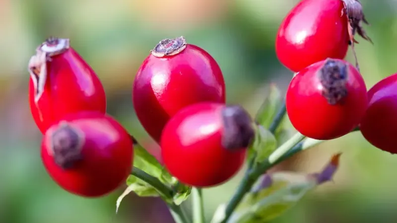 Der verborgene Schatz in Hagebutten: Nährwertprofil der Gattung Rosa L.