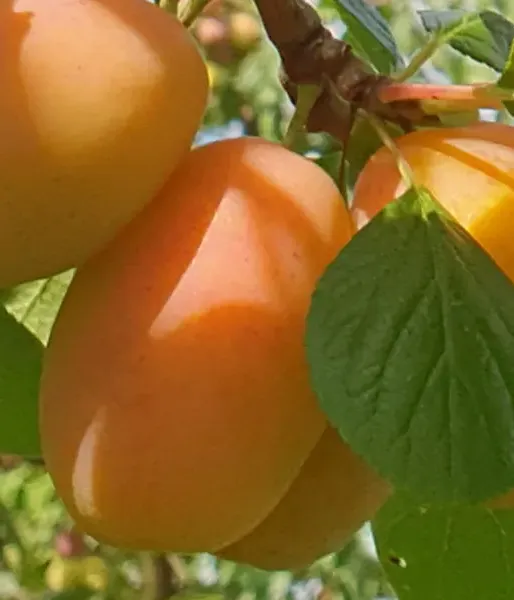 Plum (Prunus domestica) ADELYN