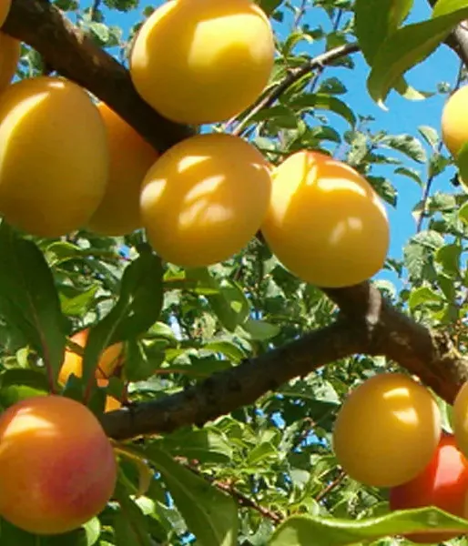 Hybrid plum (Prunus sp.) ALVIS