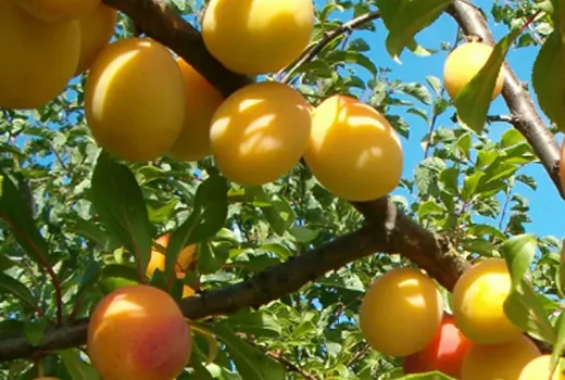 Überleben und Fruchten (Teil 2): Wir stellen die Hybridpflaumen 'Mara', 'Rannyaya Krupnaya' und die rotblättrige 'Spīdola' vor