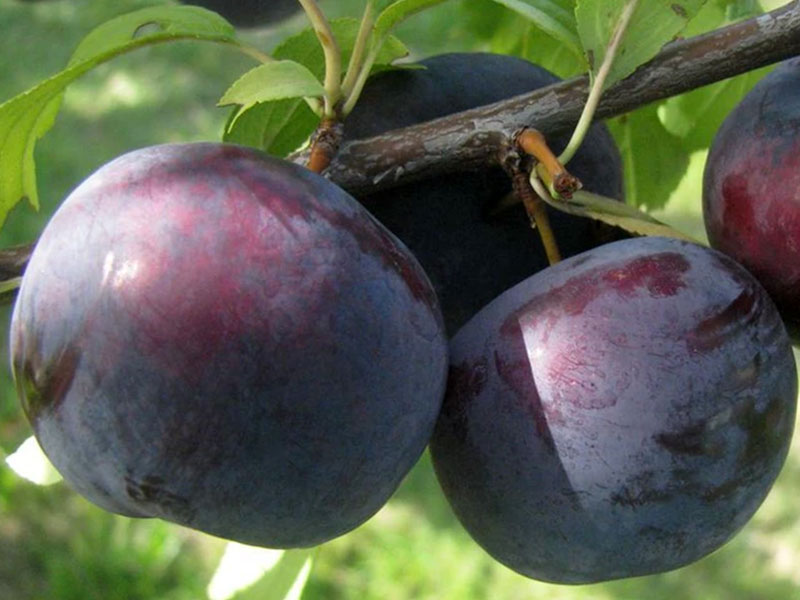 Japanische Pflaume (Prunus salicina) ANGELENO - Tutifruti SK