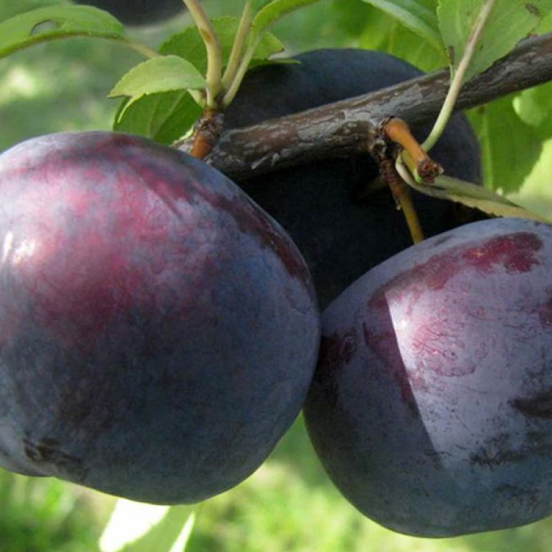 Japanische Pflaume (Prunus salicina) ANGELENO