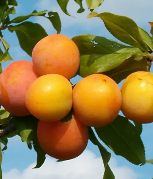 Hybrid plum (Prunus sp.) SKOROPLODNAJA