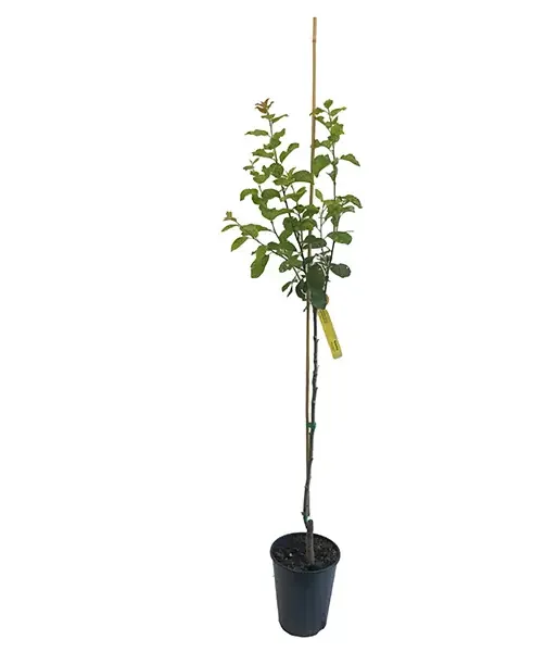 Slivka (Prunus domestica) WEGIERKA ZWYKLA