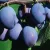 Plum tree to order