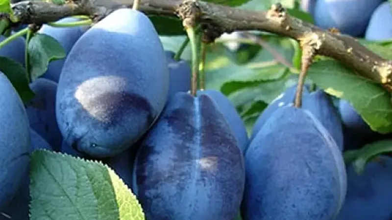 Rodokmeň plný farieb a chutí: Fascinujúci svet poddruhov slivky domácej (Prunus domestica)