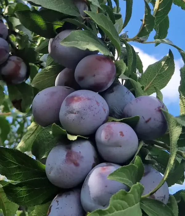 Slivka (Prunus domestica) AGENT