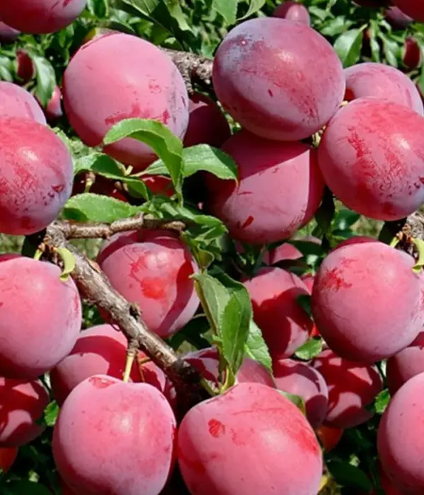 Hybridná slivka (Prunus sp.) ALYONUSHKA