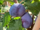 BIO säulenförmige (Prunus domestica) Pflaume AROMA SPUR (spät reifend) - Tutifruti SK