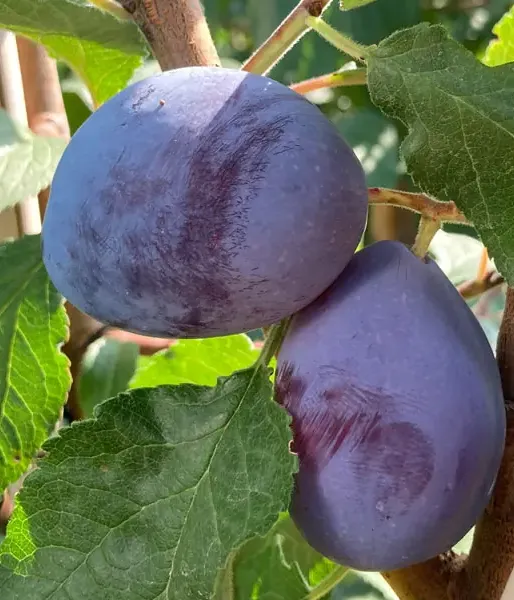 BIO säulenförmige  Pflaume AROMA SPUR (spät reifend)