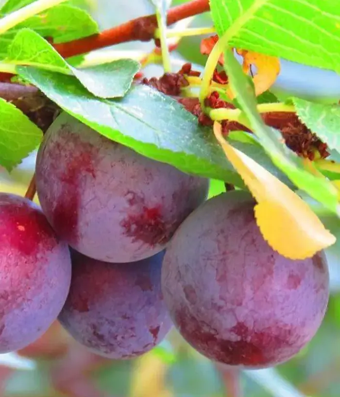 Pflaume (Prunus domestica) AVE - Tutifruti, s.r.o.