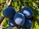 Plum  (Prunus domestica) BLUEFREE - Tutifruti SK